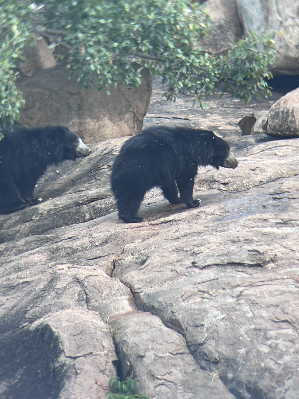 Daroji Sloth Bear Sanctuary