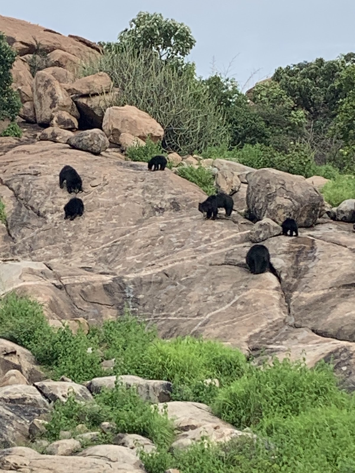 Daroji Sloth Bear Sanctuary