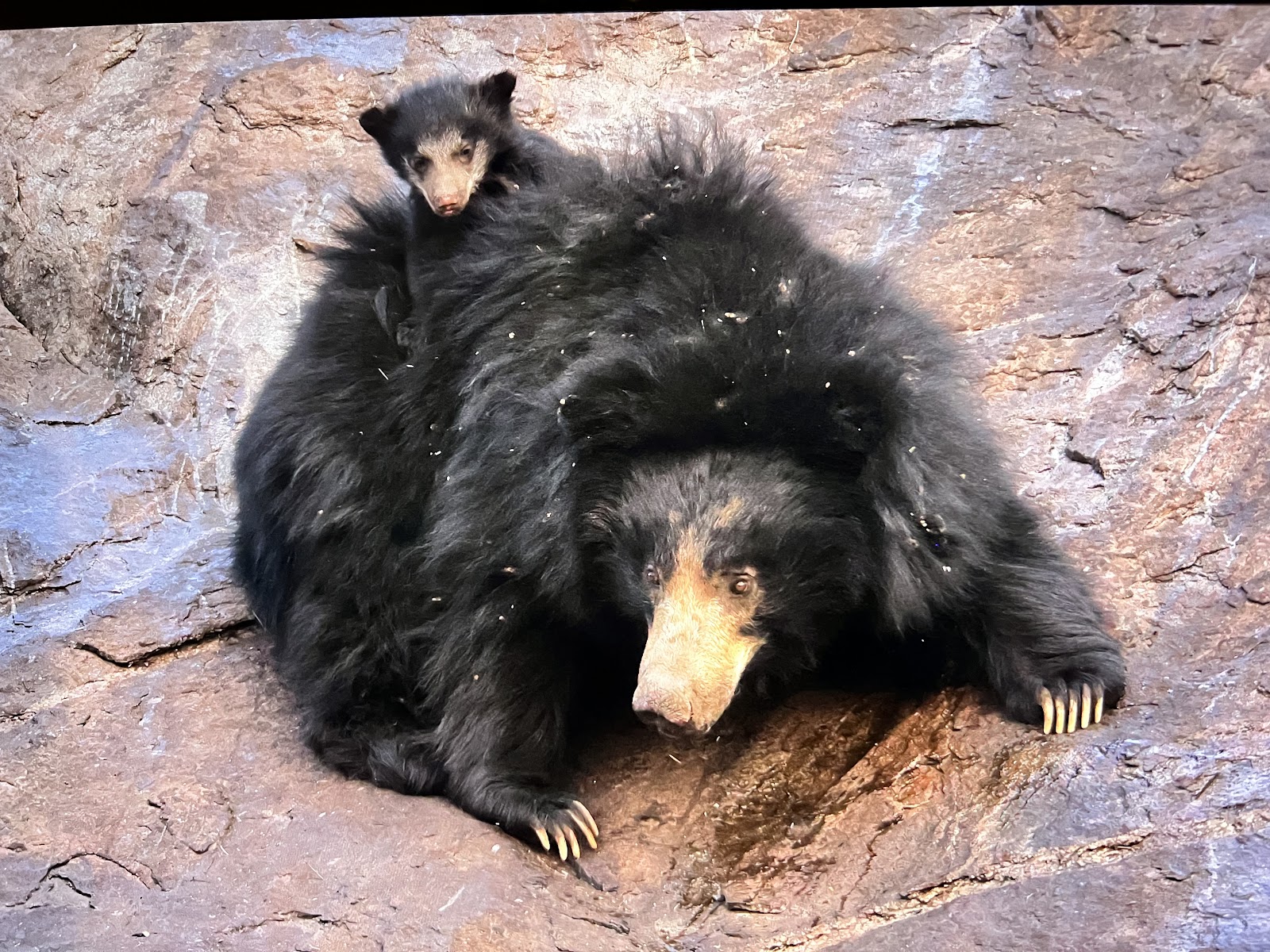 Daroji Sloth Bear Sanctuary
