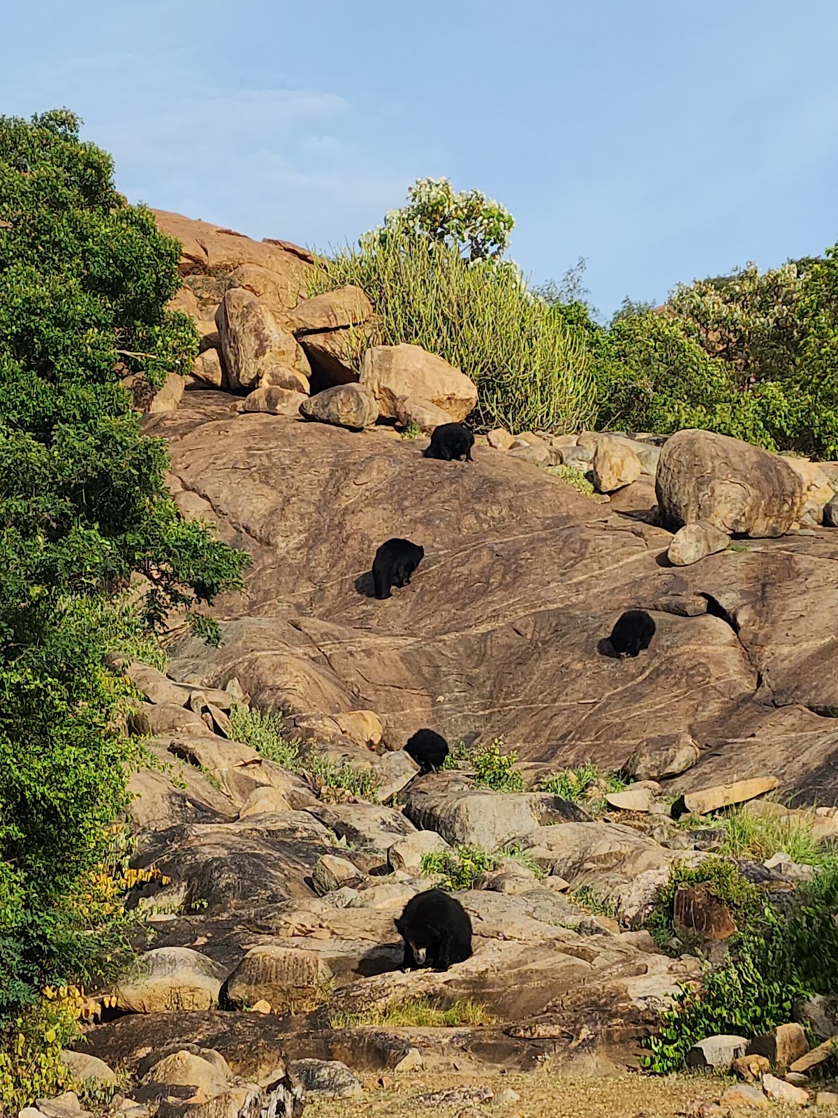 Daroji Sloth Bear Sanctuary