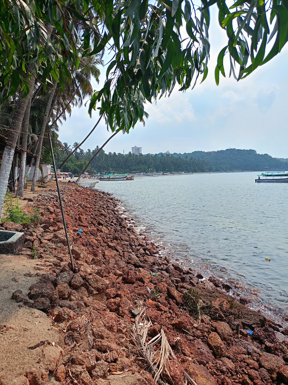 Dolphin Spotting Trips