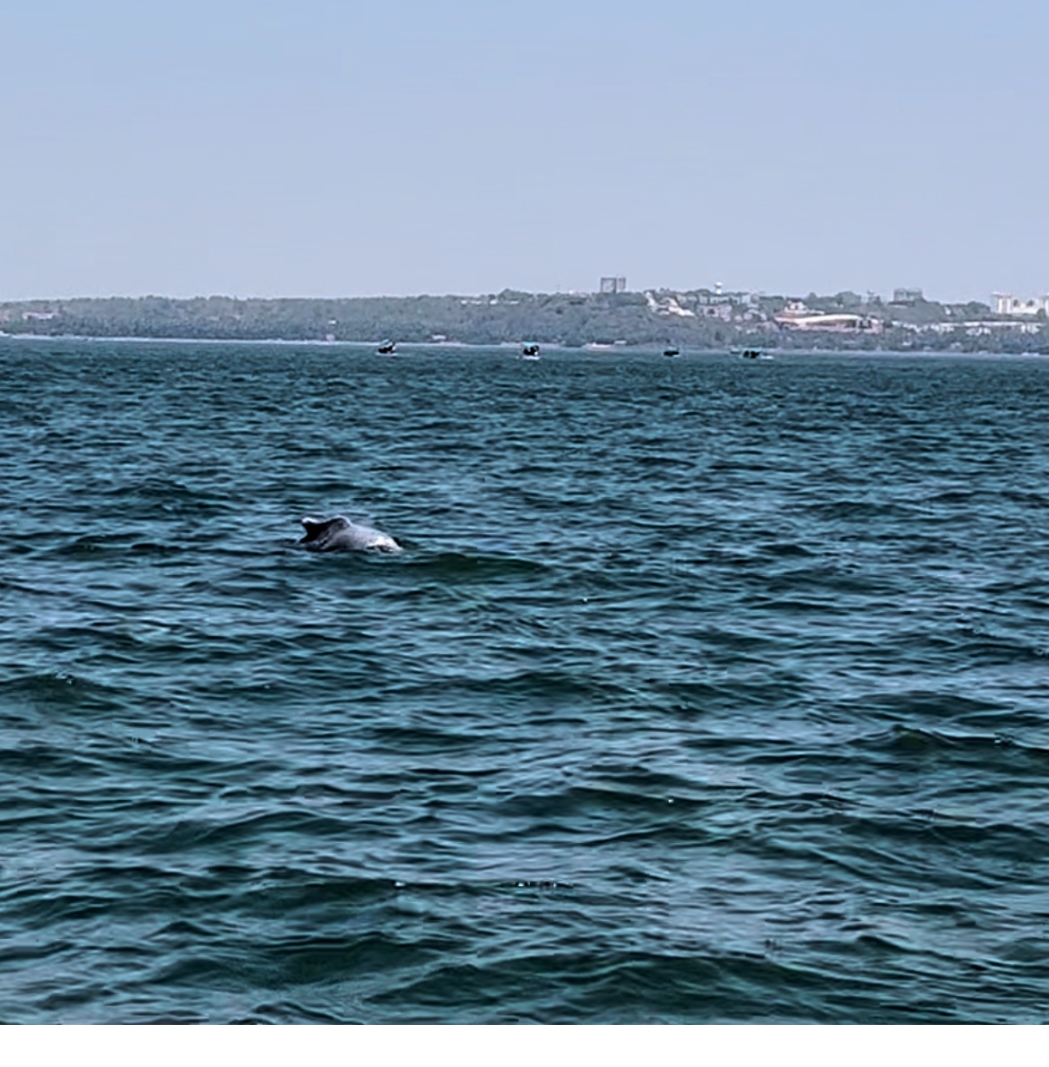 Dolphin Spotting Trips