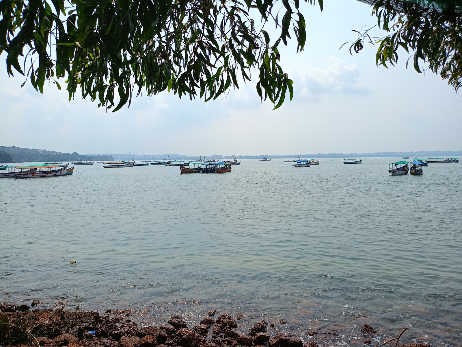 Dolphin Spotting Trips