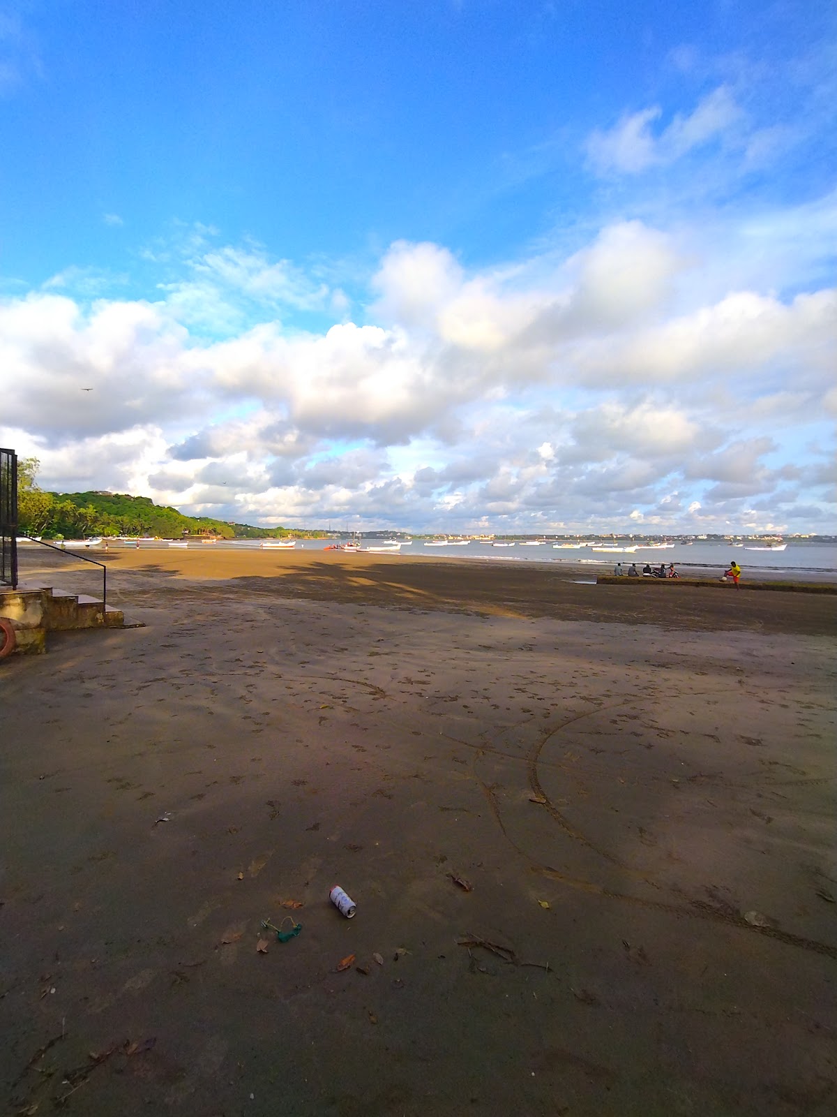 Dolphin Spotting Trips