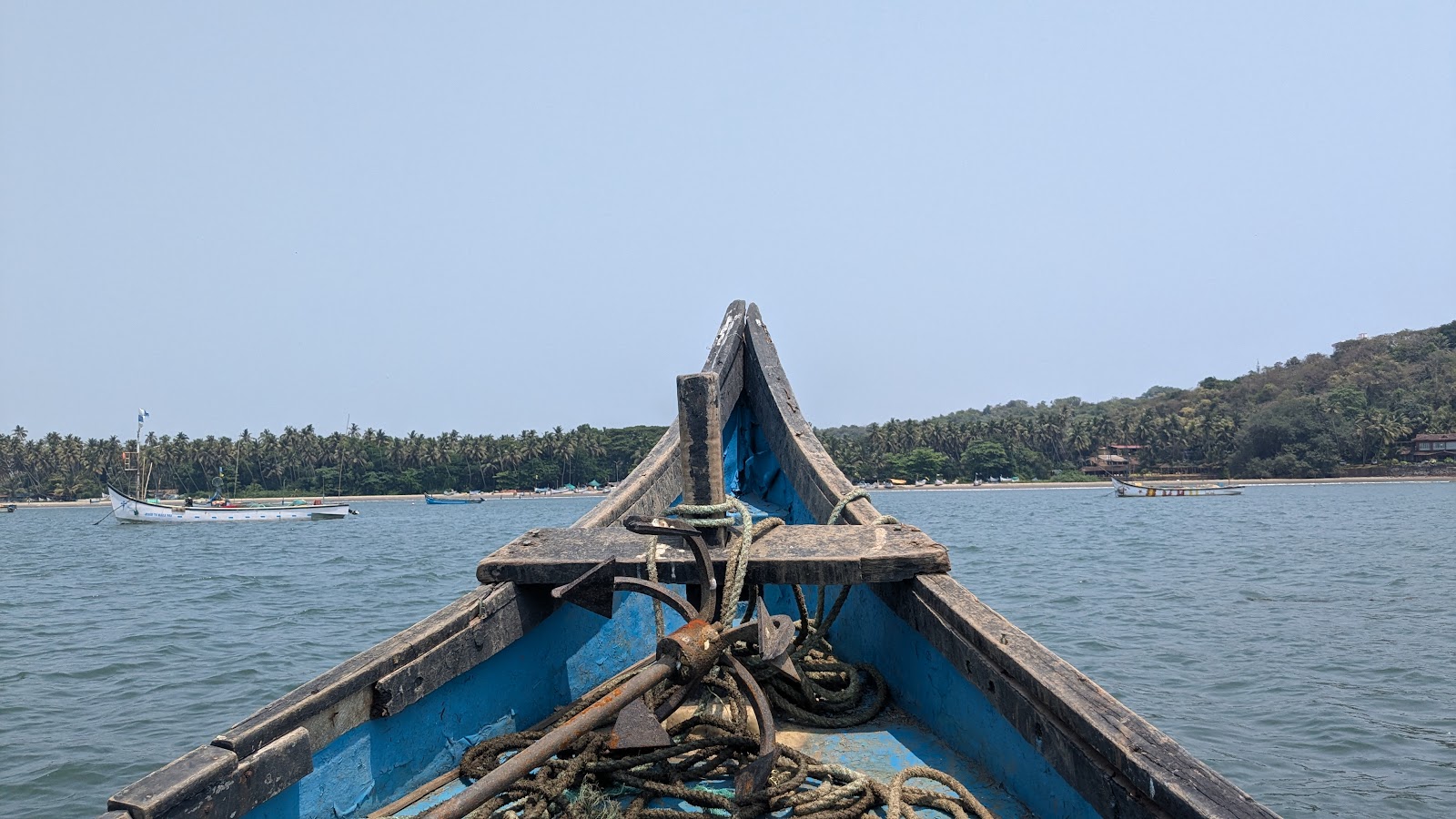 Dolphin Spotting Trips