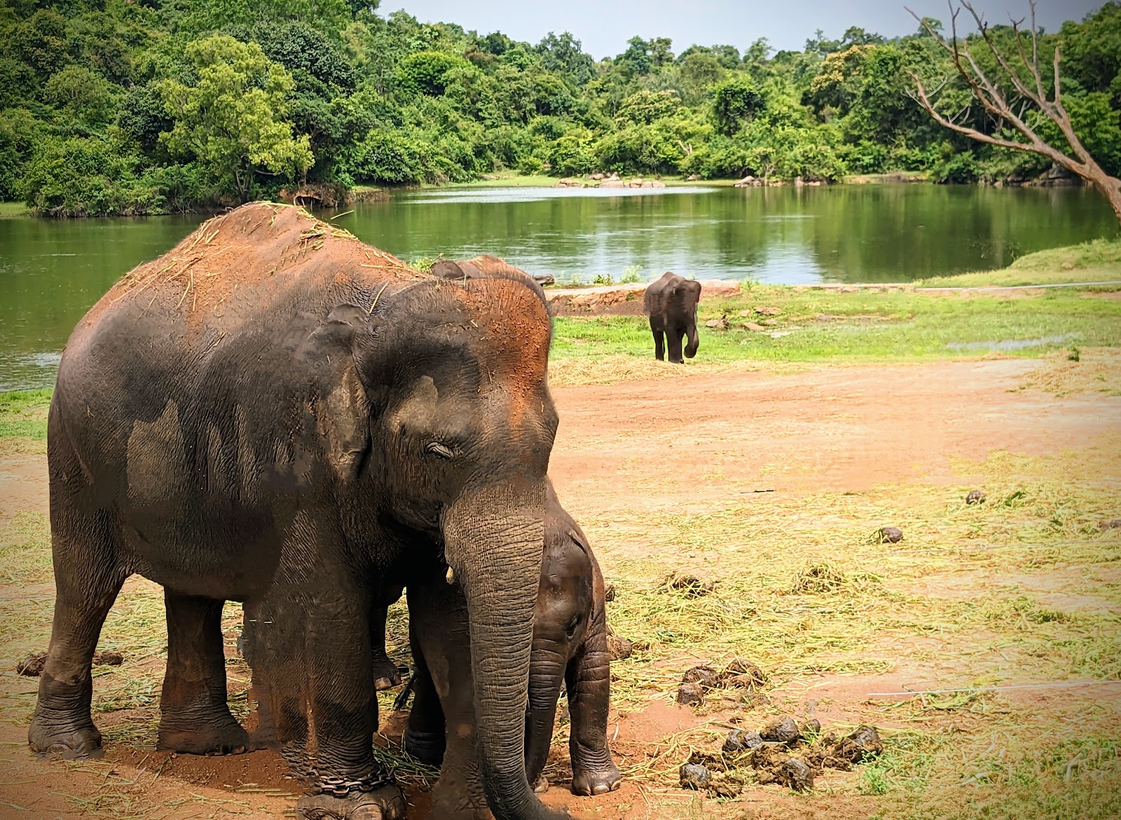Bannerghatta National Park
