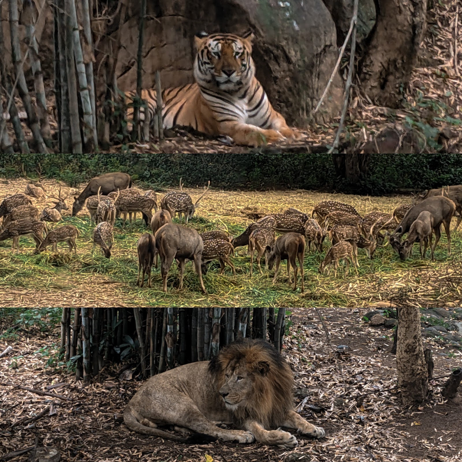 Bannerghatta National Park