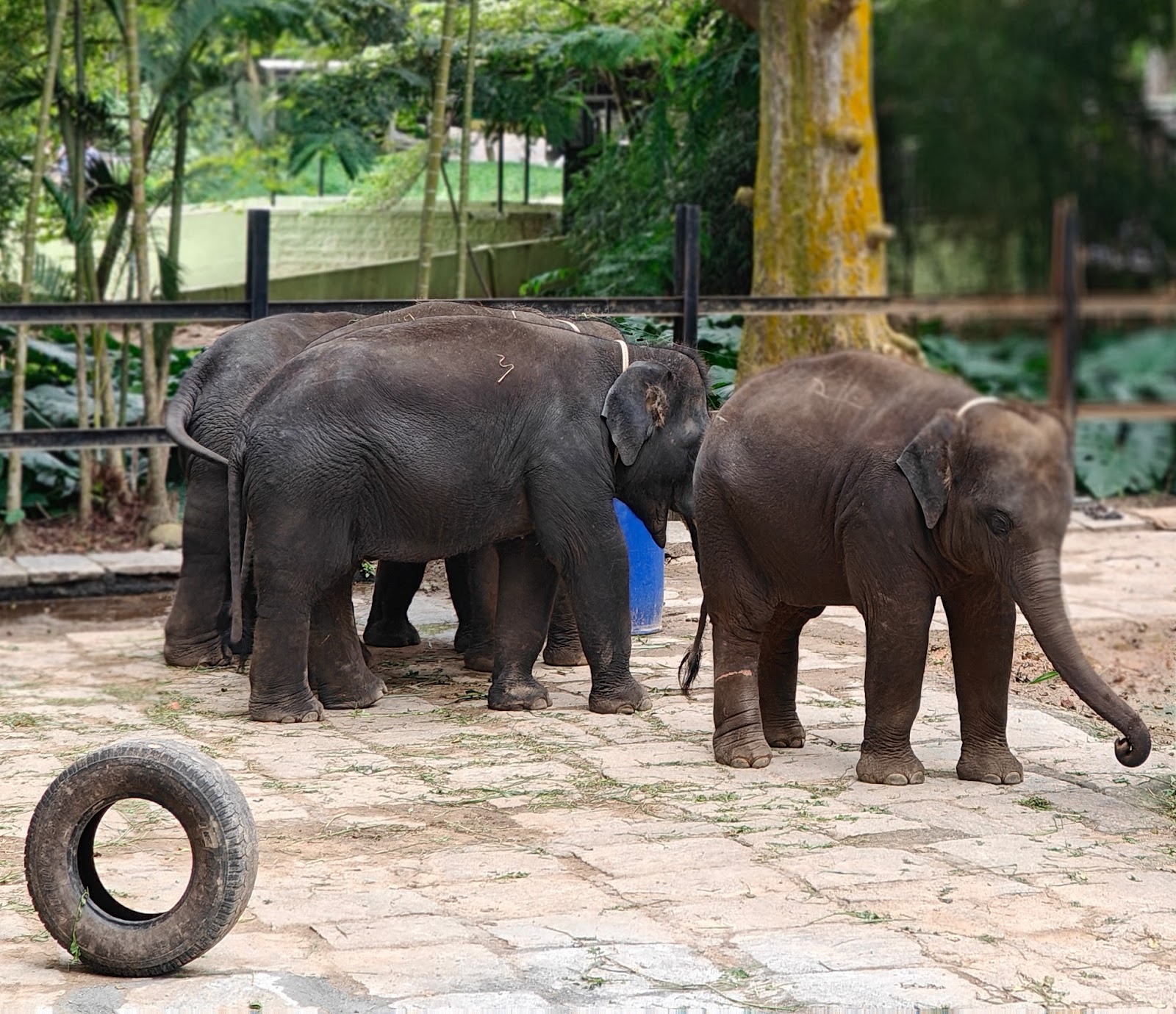 Bannerghatta National Park