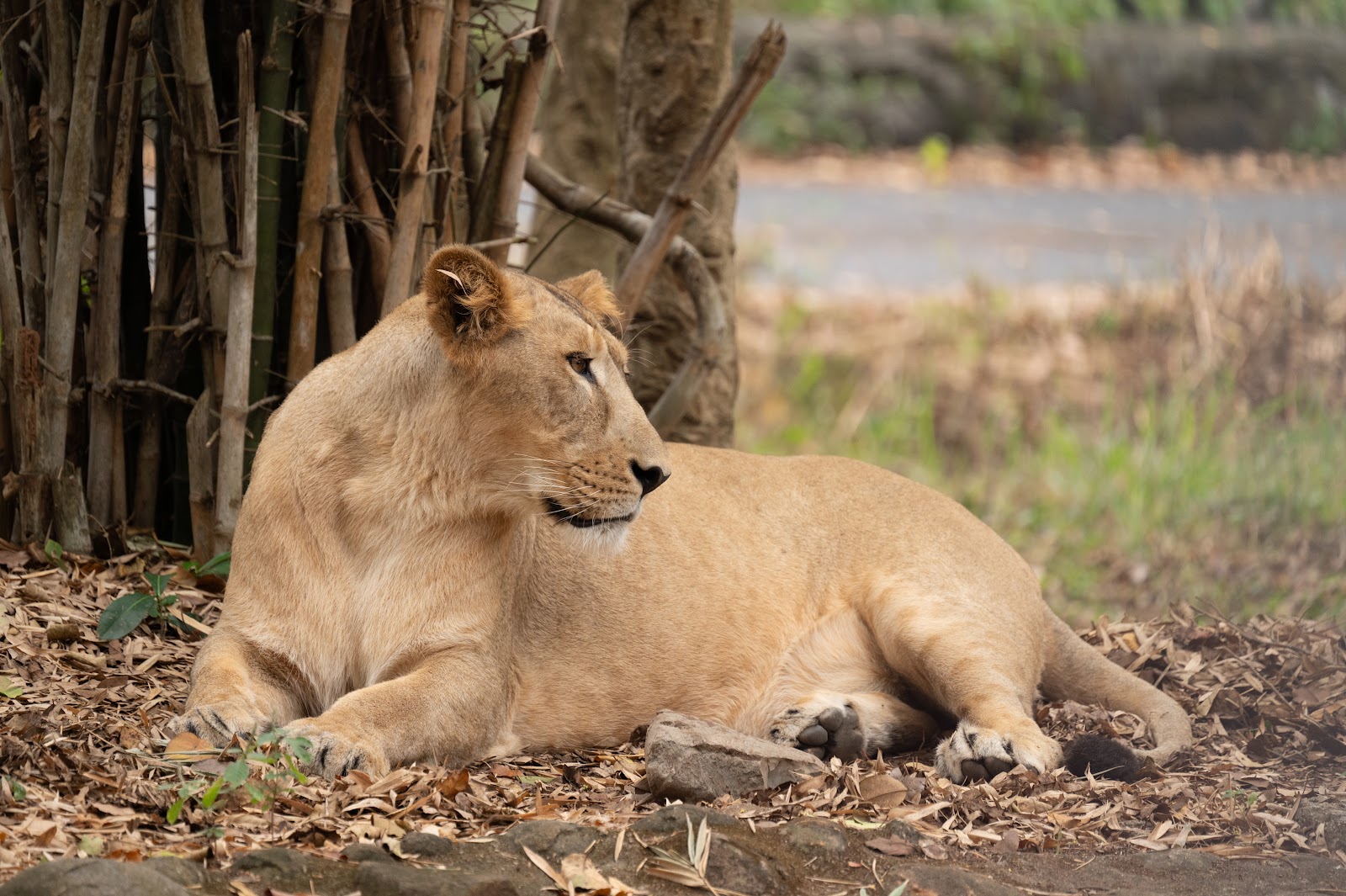 Bannerghatta National Park