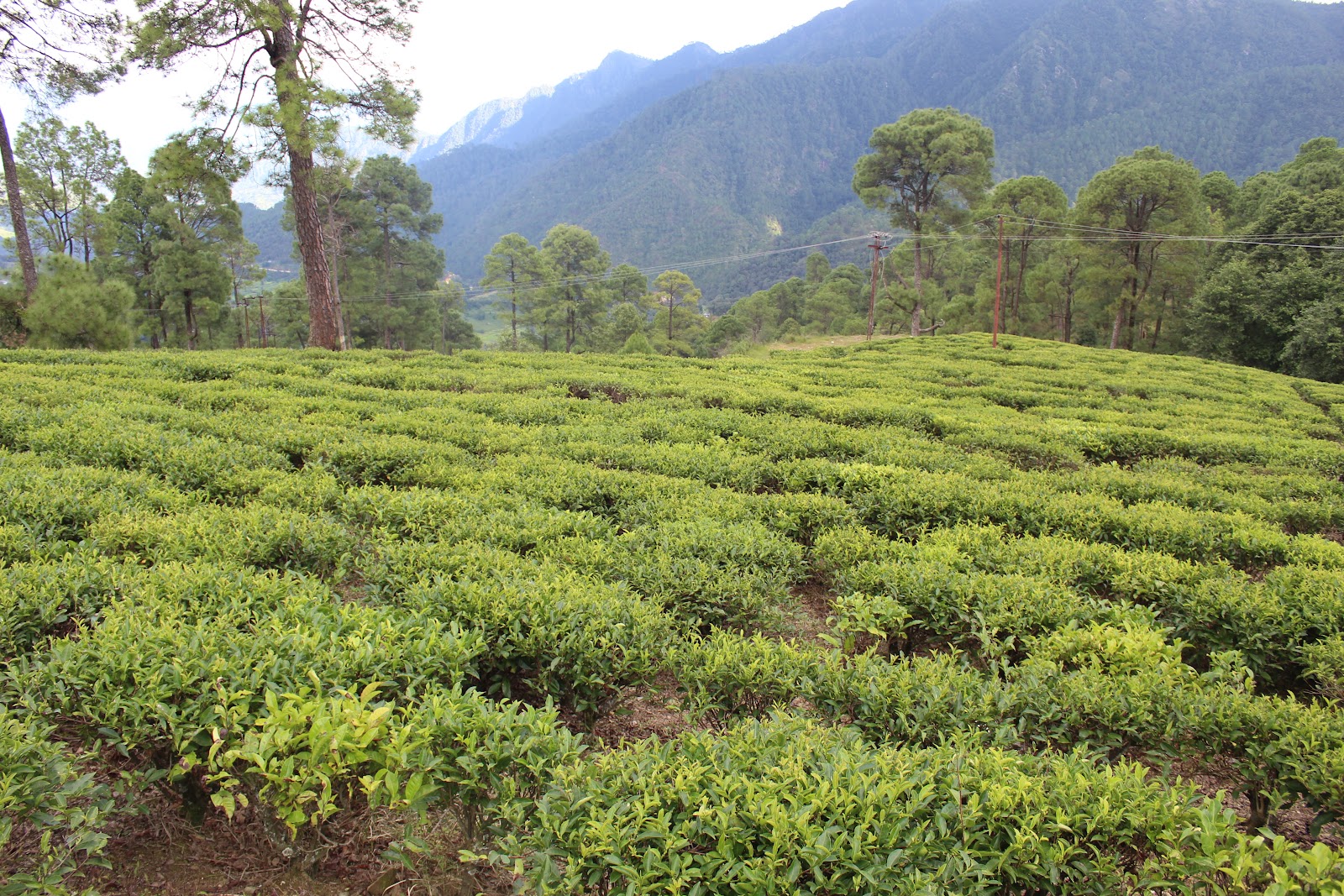 Local Tea Gardens