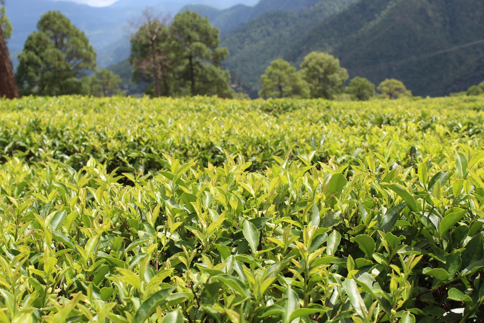 Local Tea Gardens