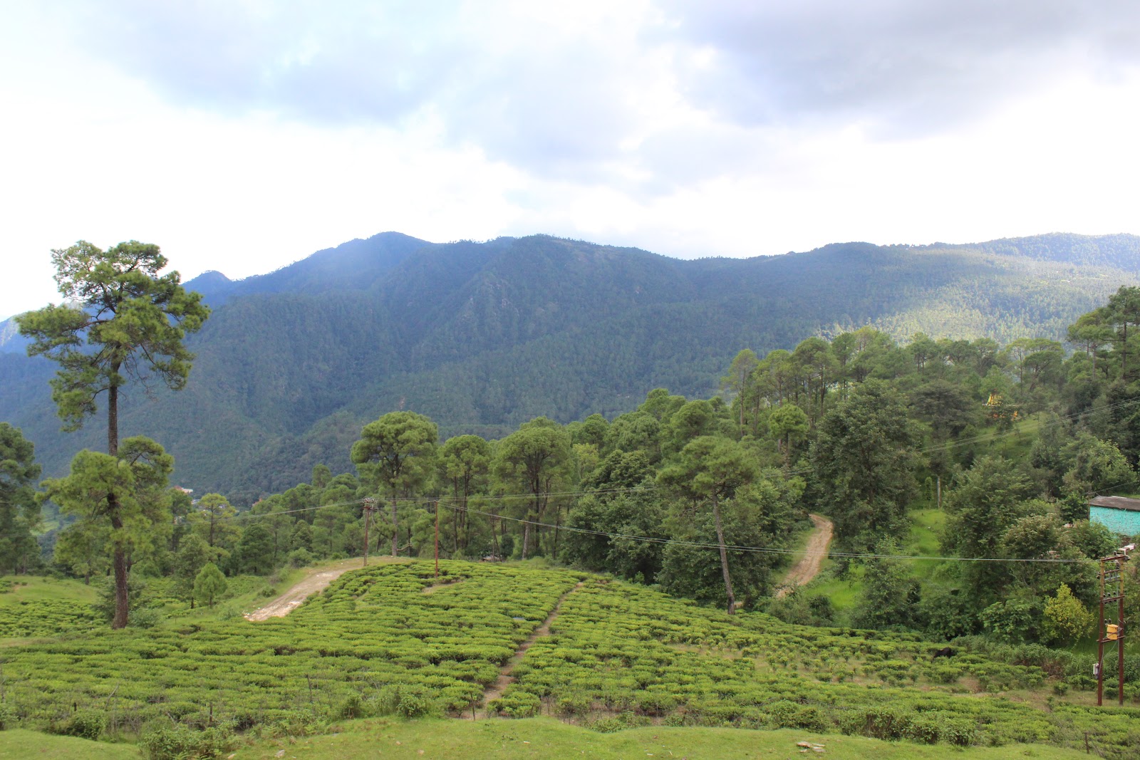 Local Tea Gardens