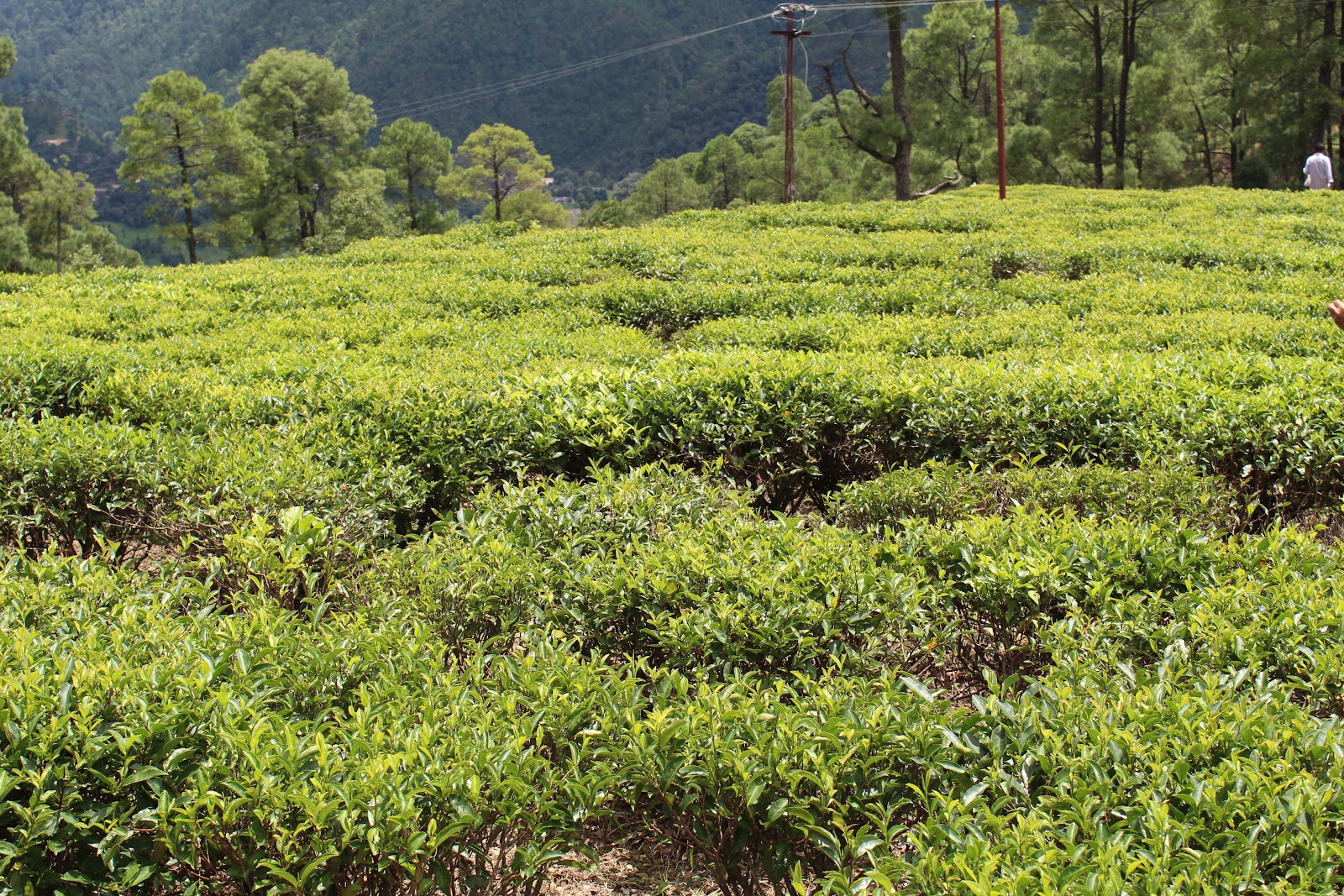 Local Tea Gardens
