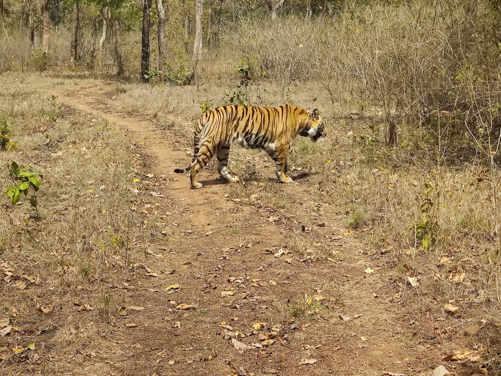 Bori Wildlife Sanctuary