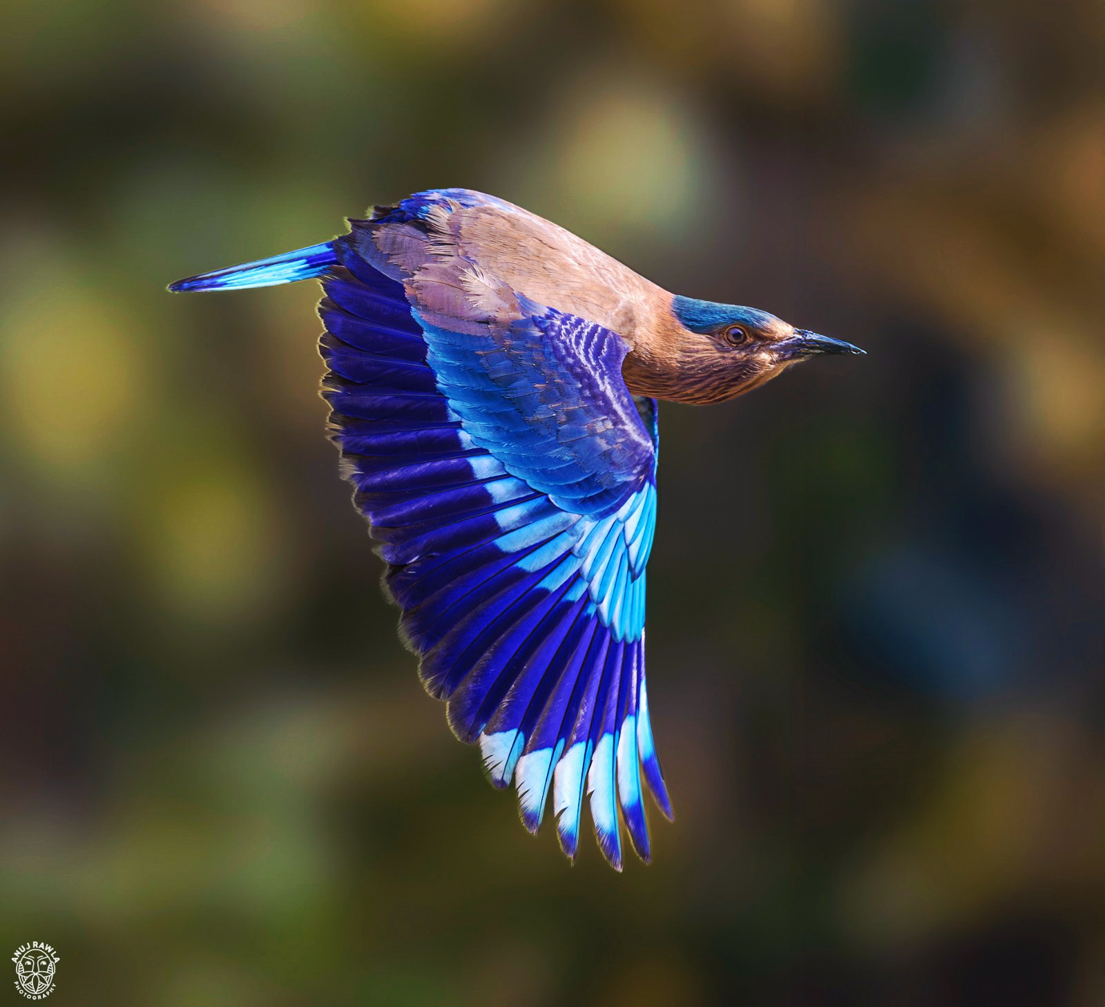 Bori Wildlife Sanctuary