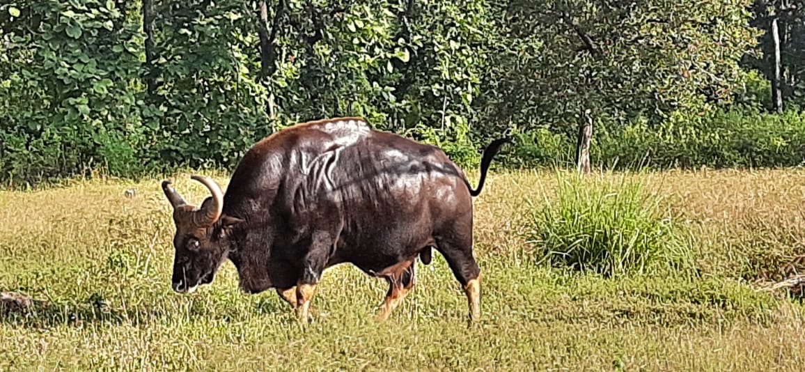 Bori Wildlife Sanctuary