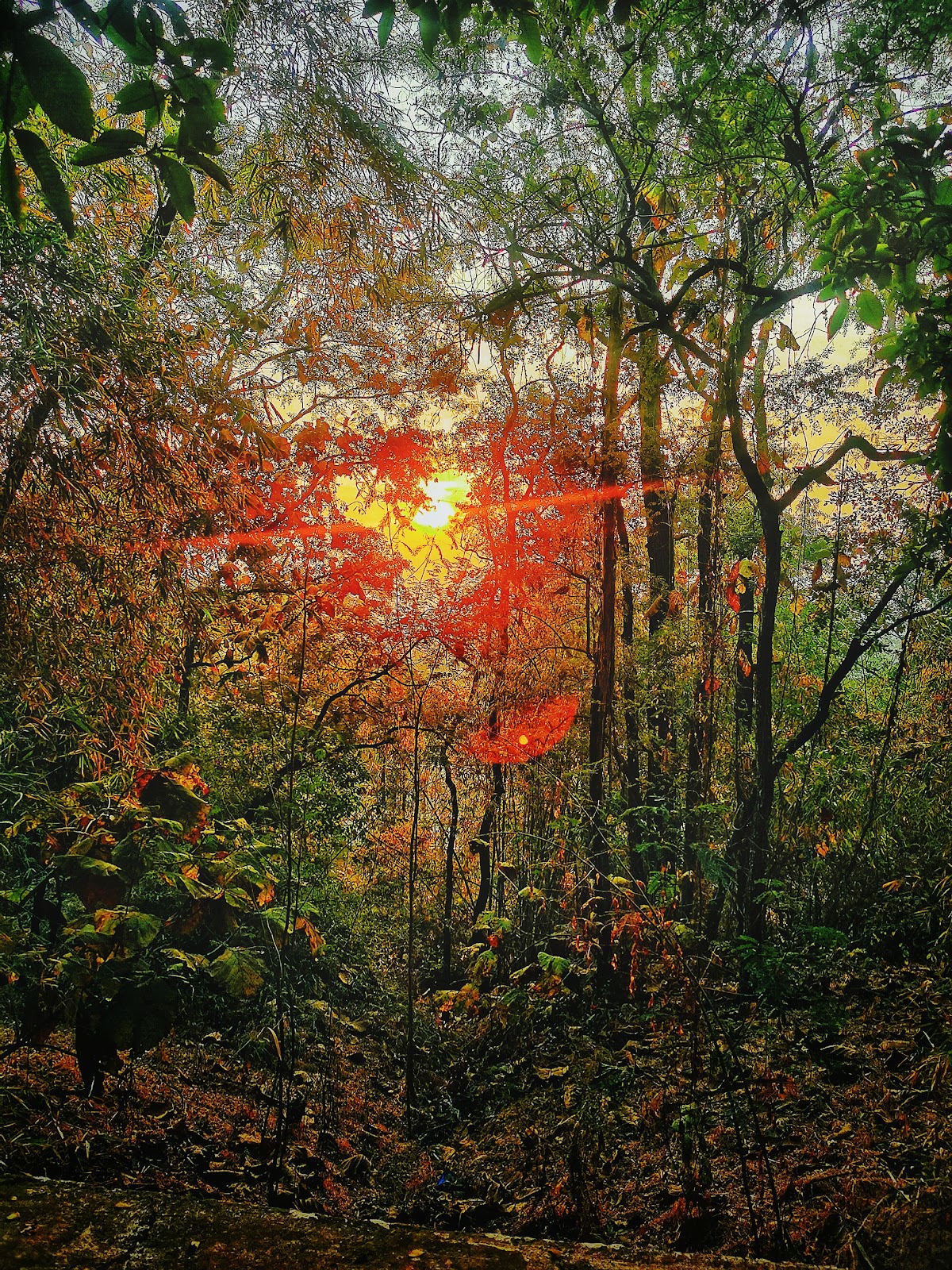 Bori Wildlife Sanctuary