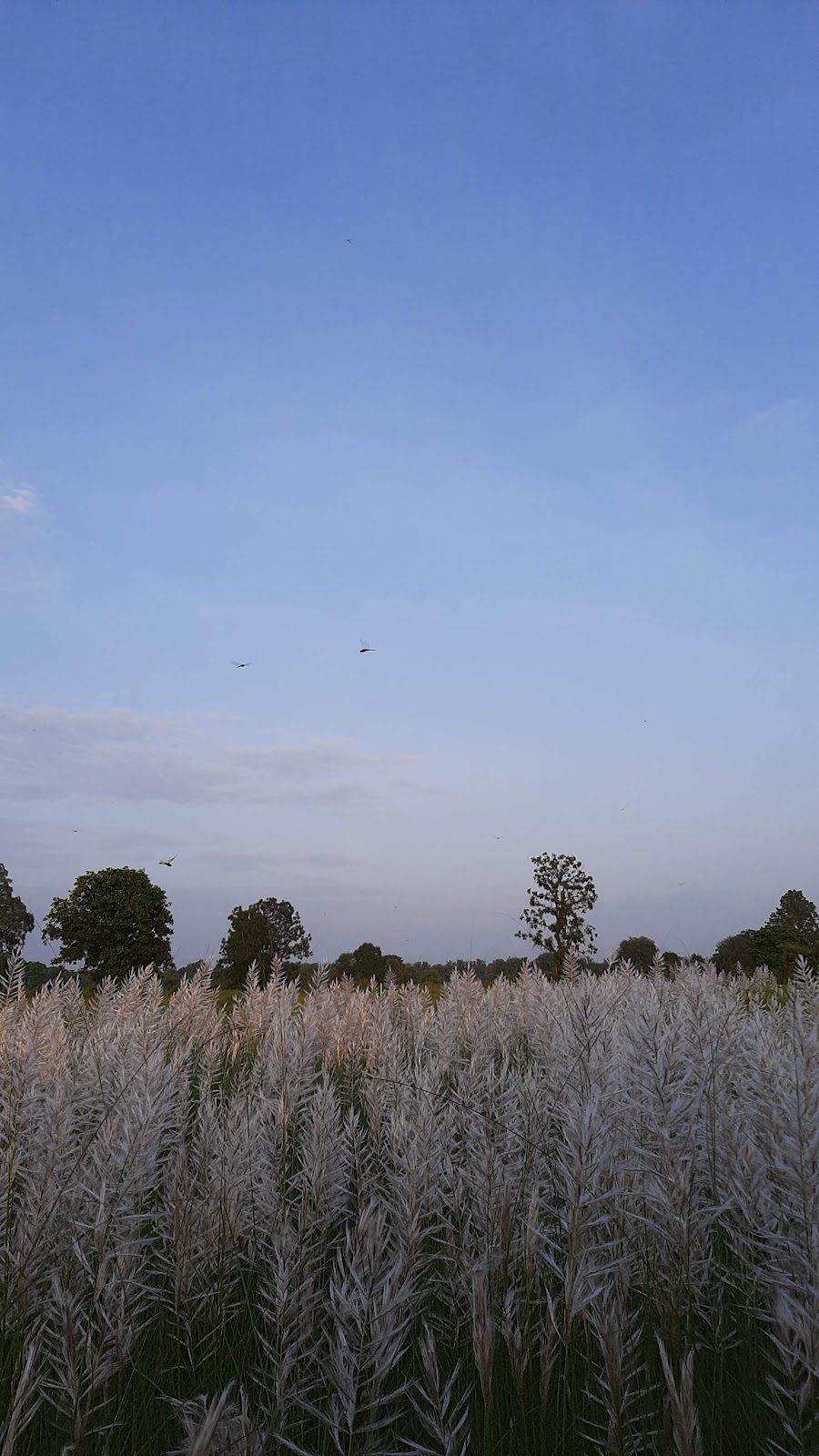 Bori Wildlife Sanctuary