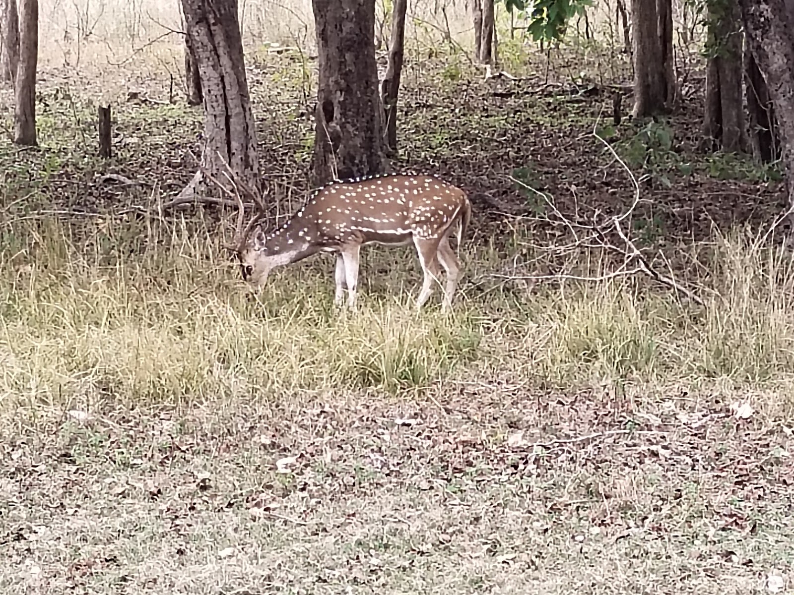 Bori Wildlife Sanctuary