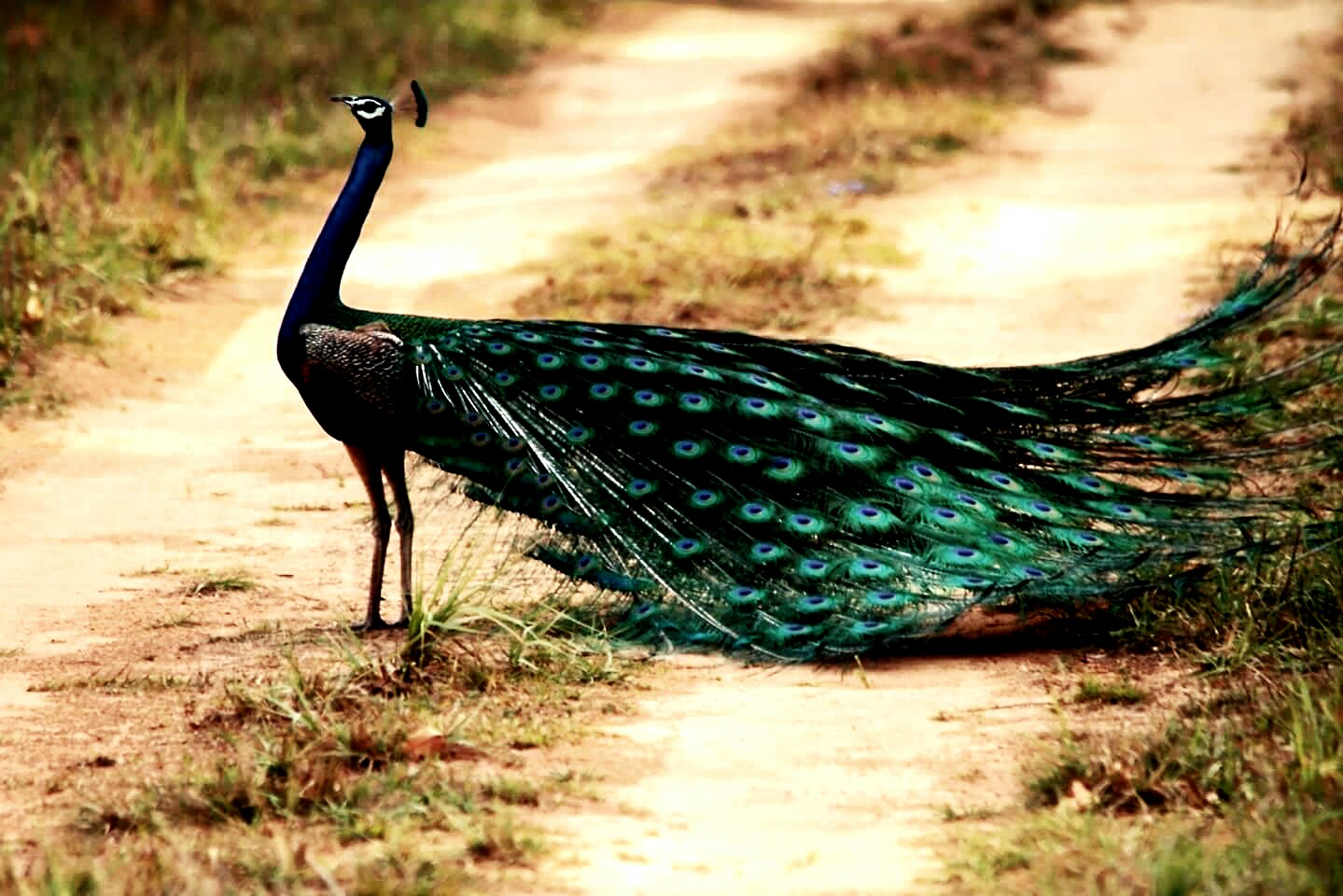 Kanha National Park