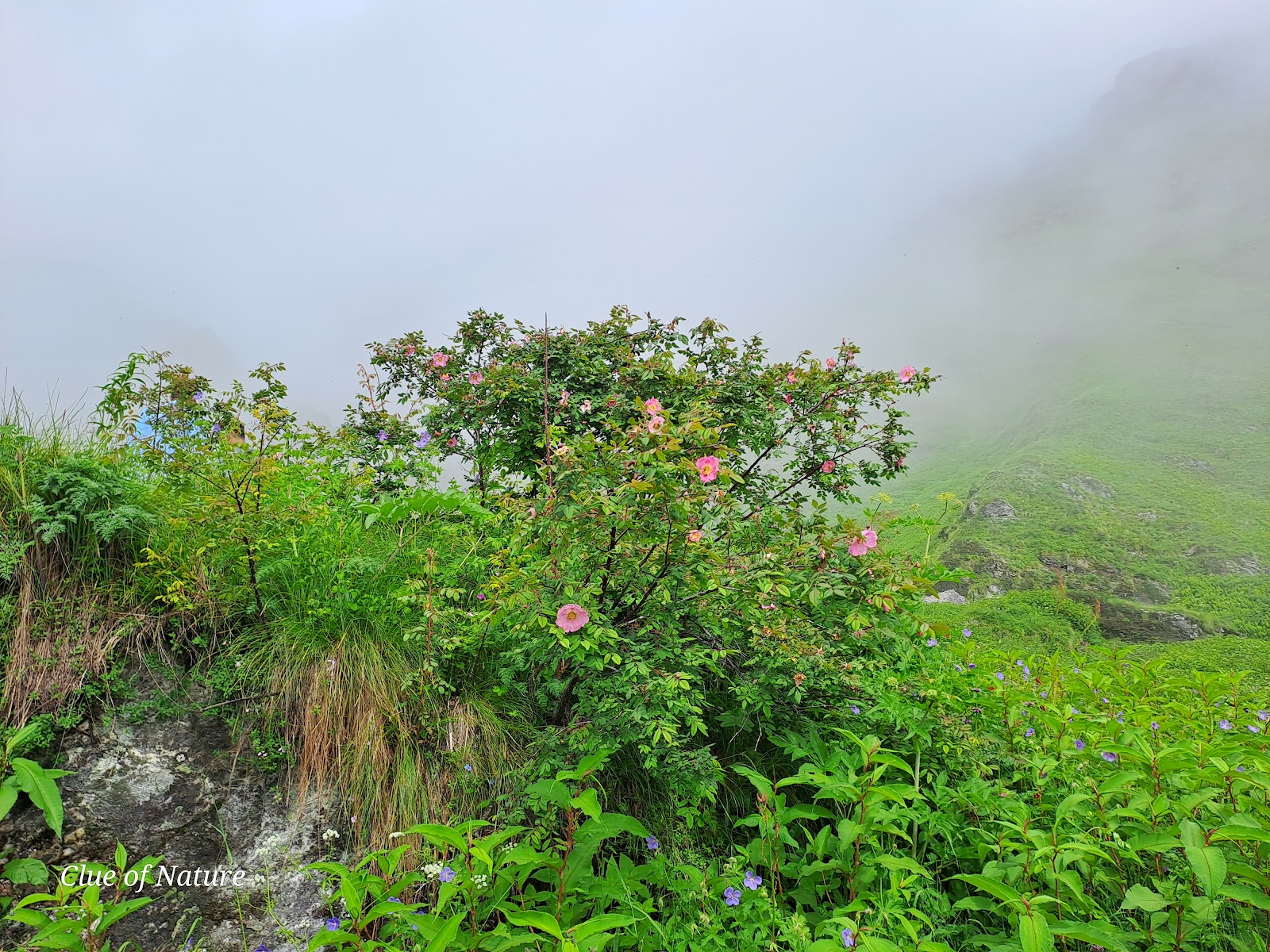 Valley of Flowers