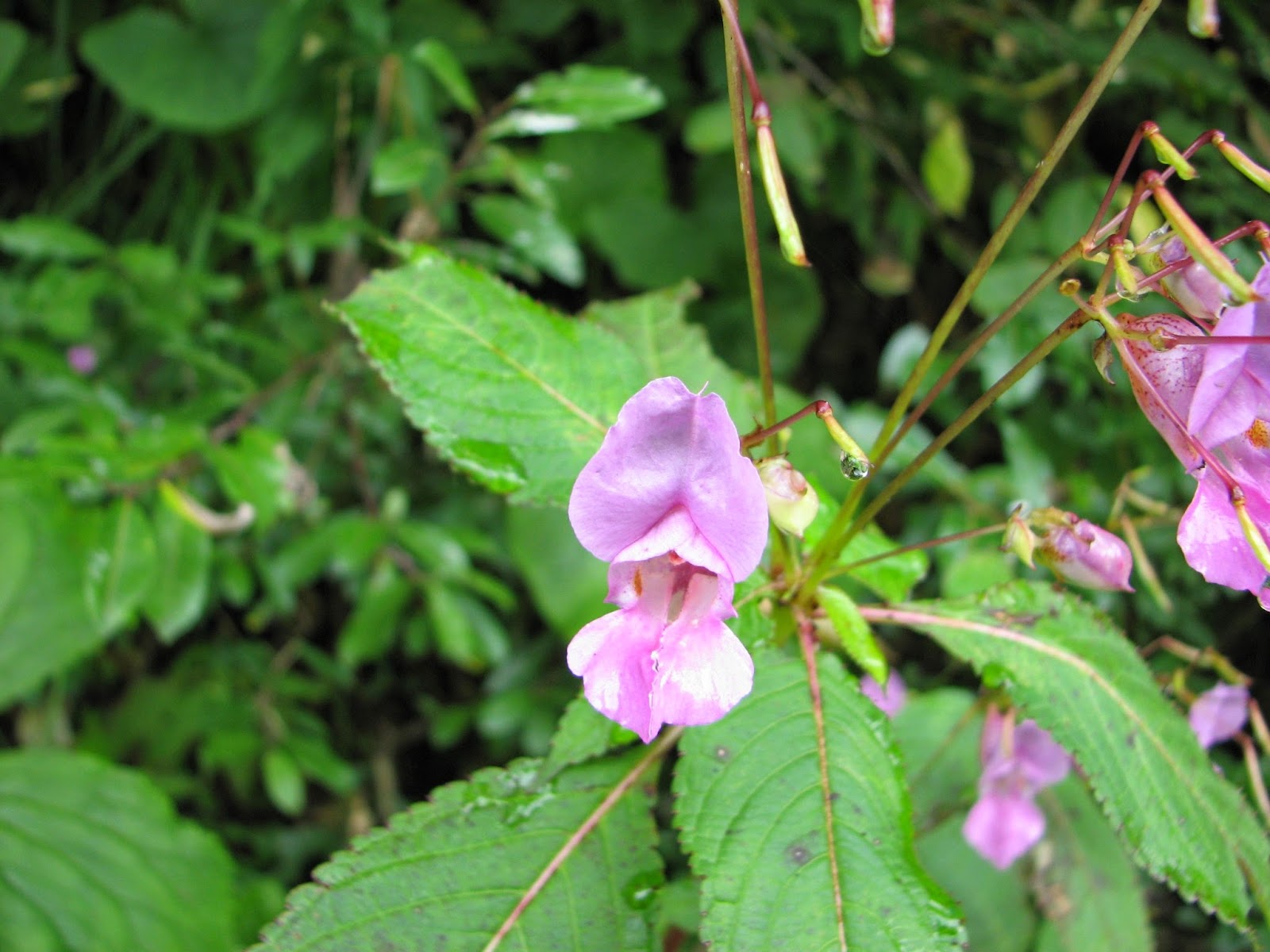 Valley of Flowers