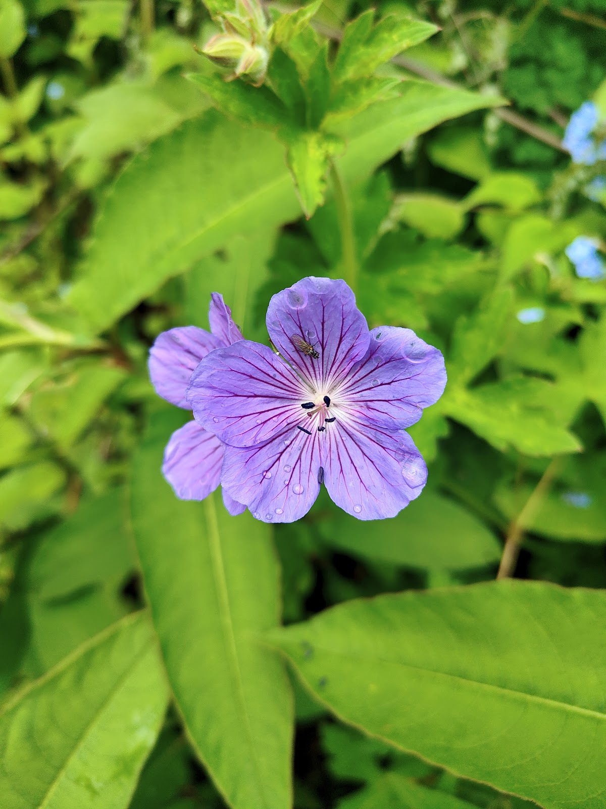 Valley of Flowers