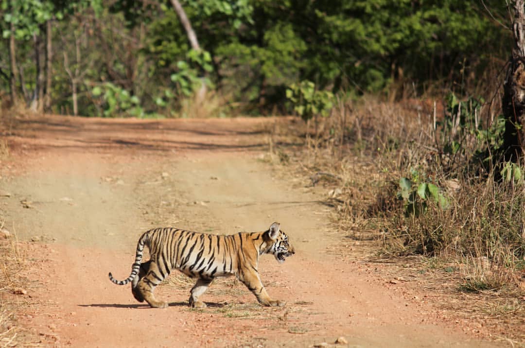 Umred Karhandla Wildlife Sanctuary