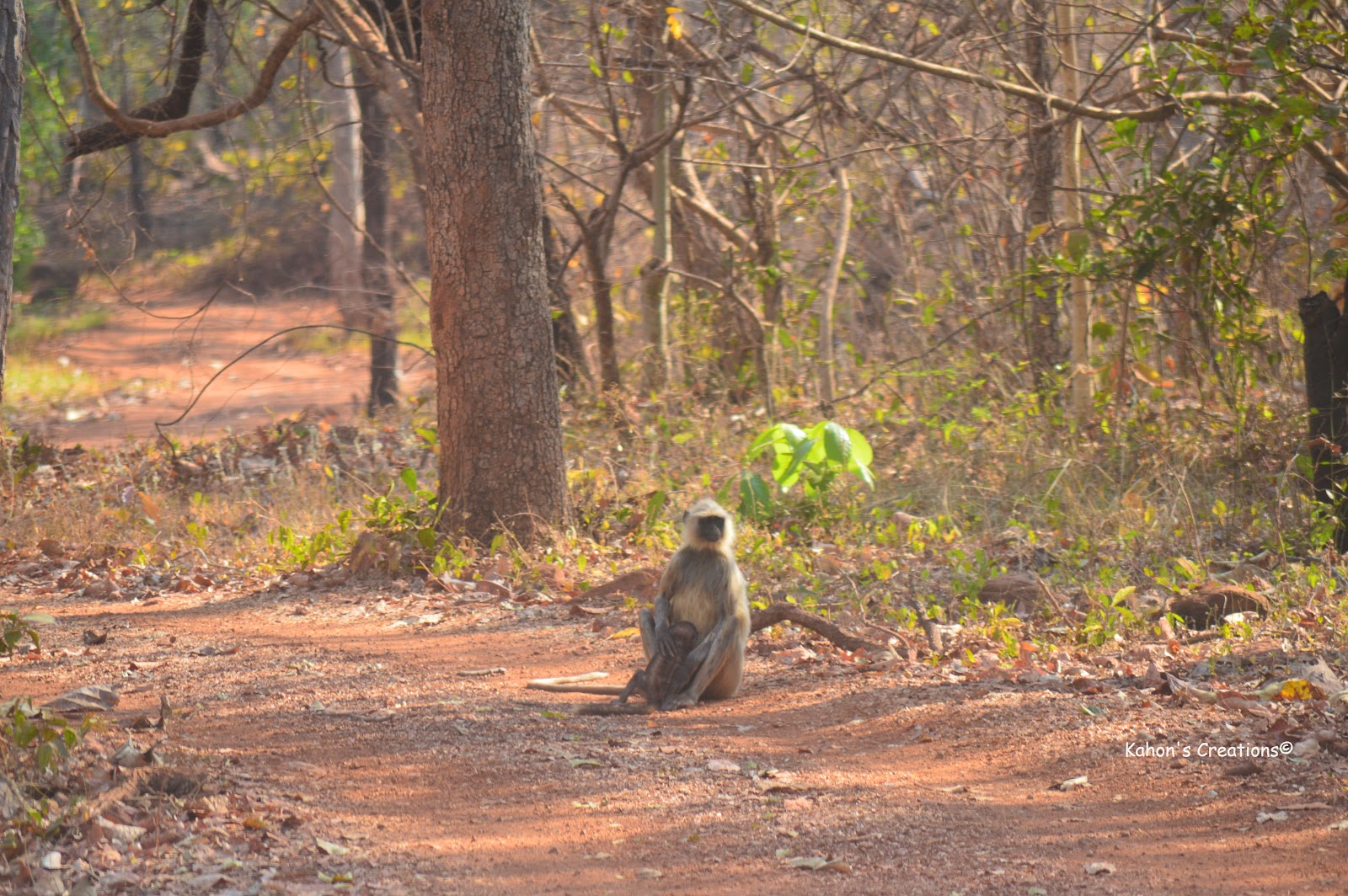 Umred Karhandla Wildlife Sanctuary