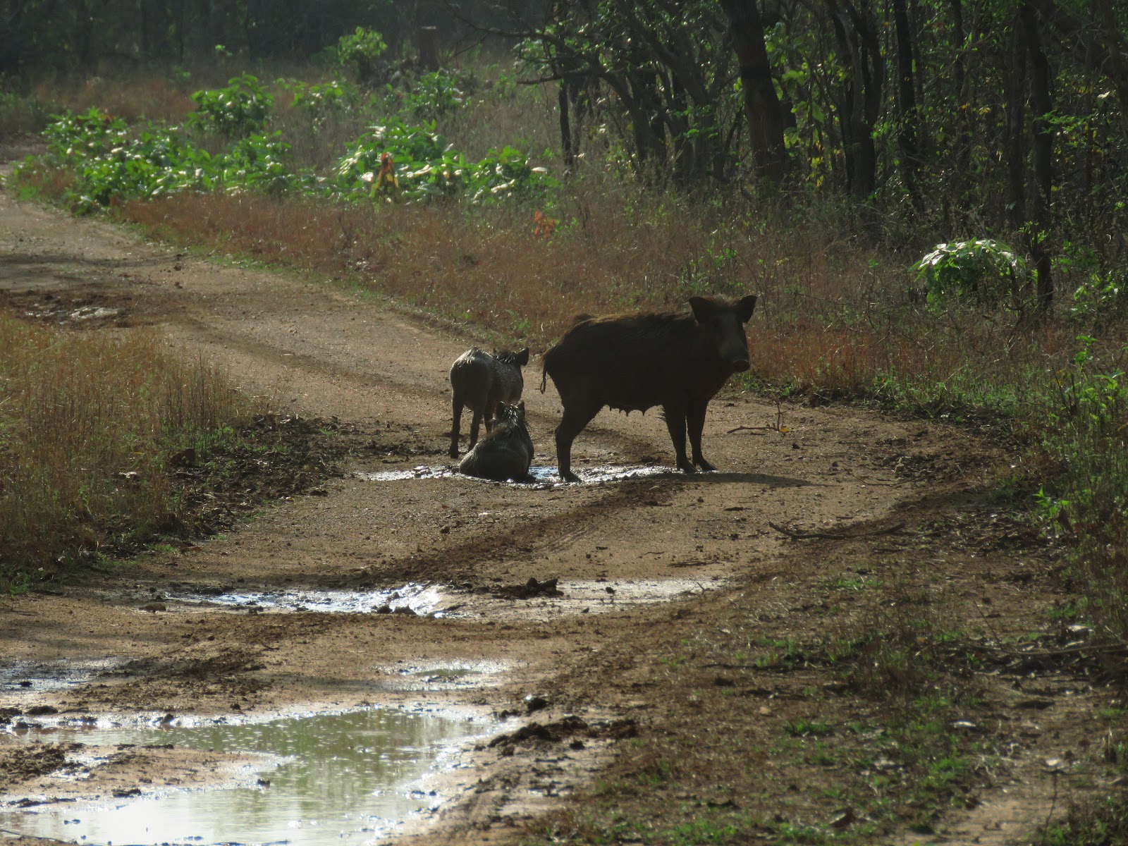 Umred Karhandla Wildlife Sanctuary