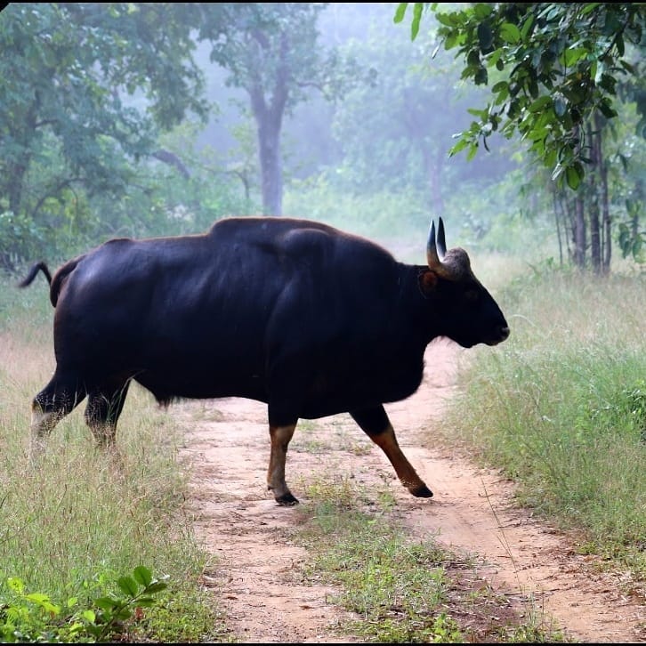 Umred Karhandla Wildlife Sanctuary