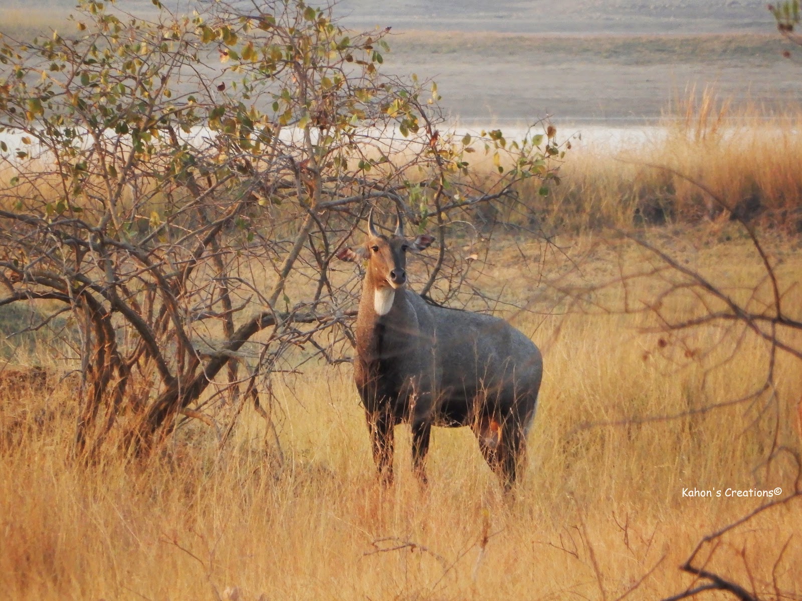 Umred Karhandla Wildlife Sanctuary