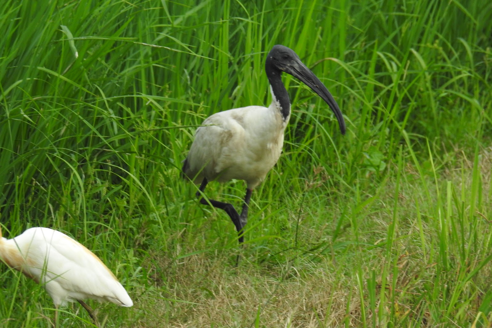 Saman Bird Sanctuary
