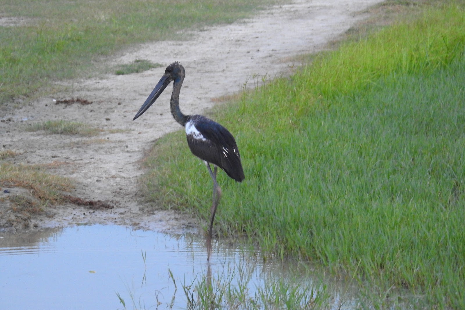 Saman Bird Sanctuary