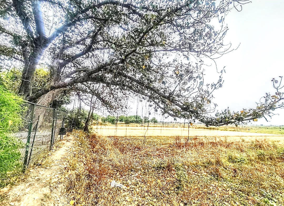 Saman Bird Sanctuary