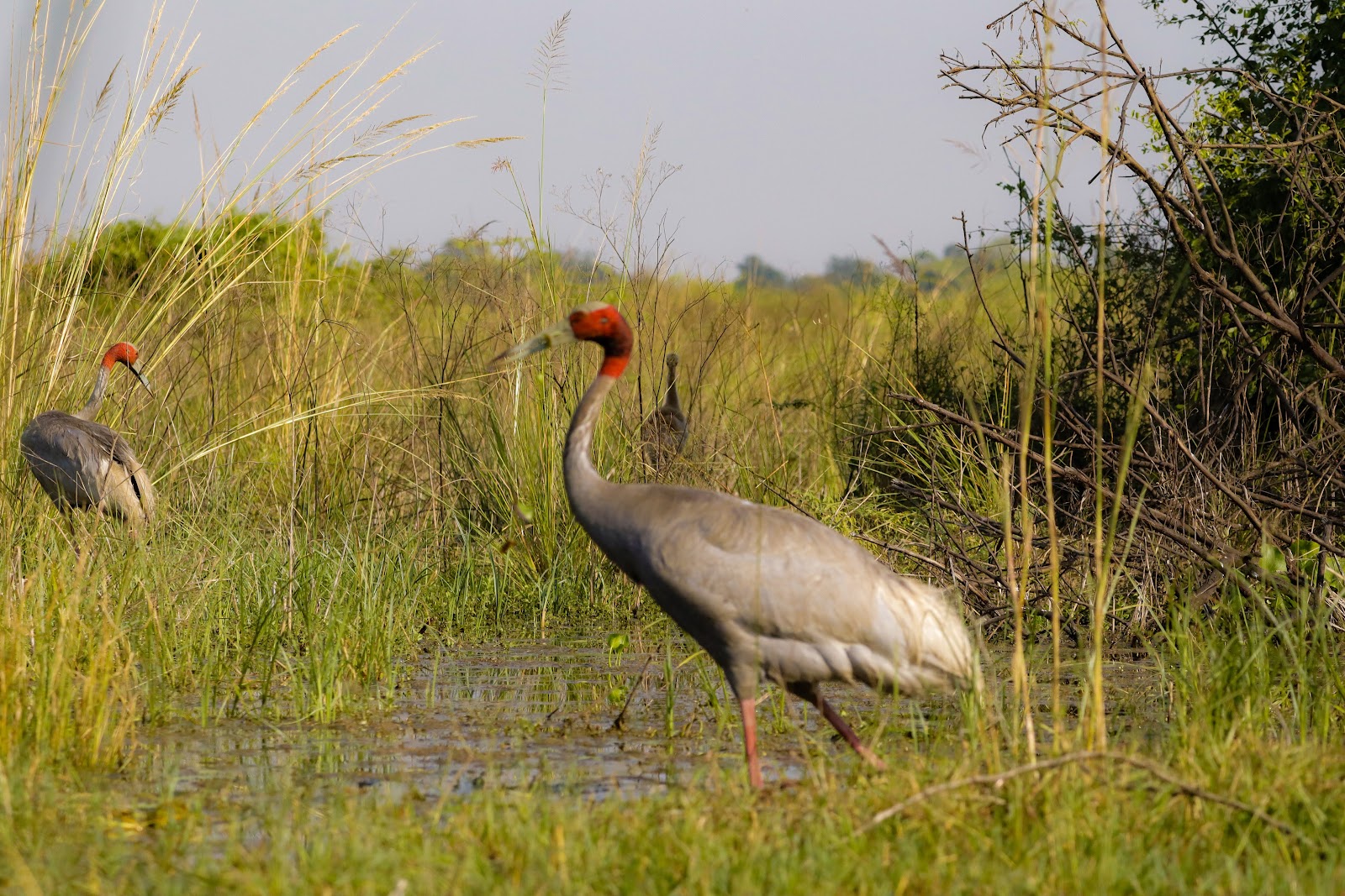 Bharatpur, Rajasthan: Travel Guide, Bird Sanctuary, Forts & Things to Do