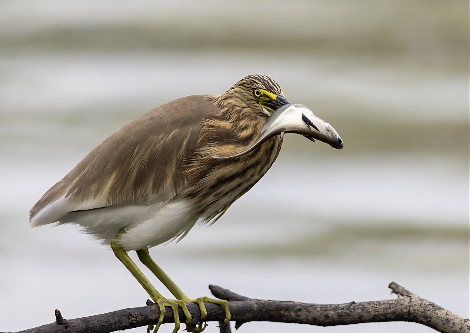 Keoladeo National Park