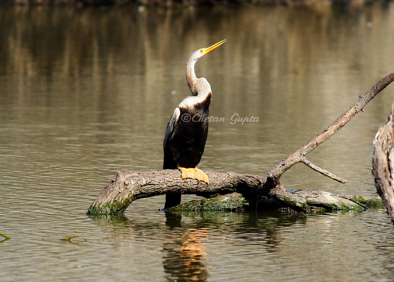 Keoladeo National Park