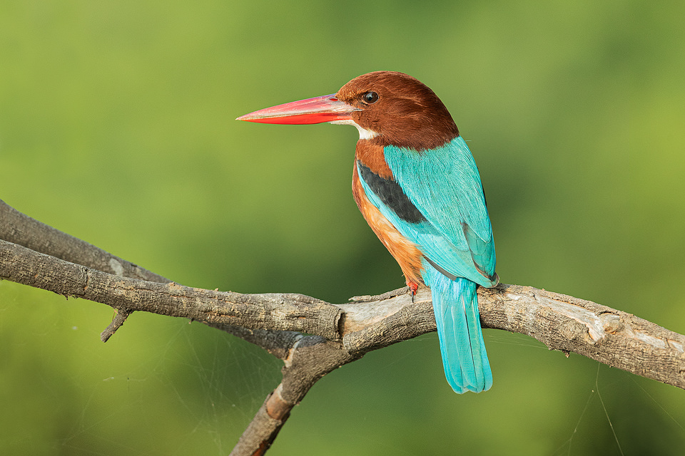 Keoladeo National Park