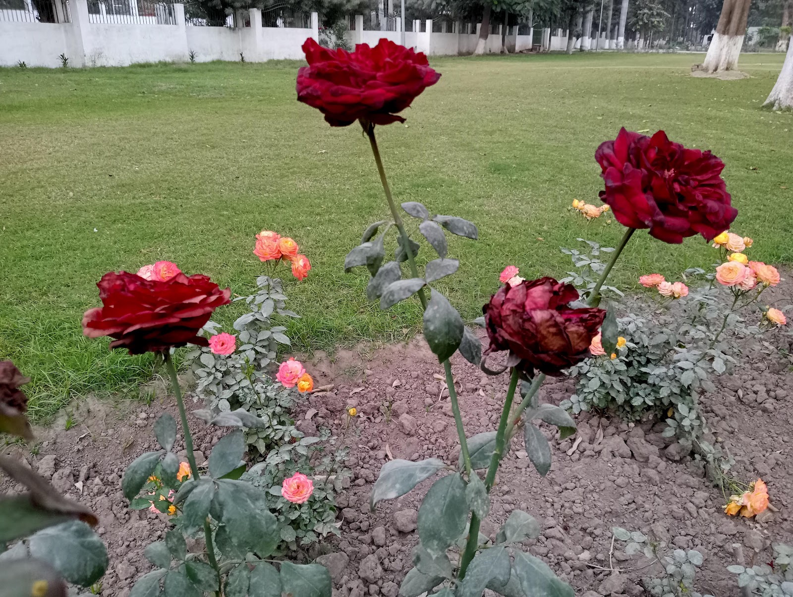 Rose Garden