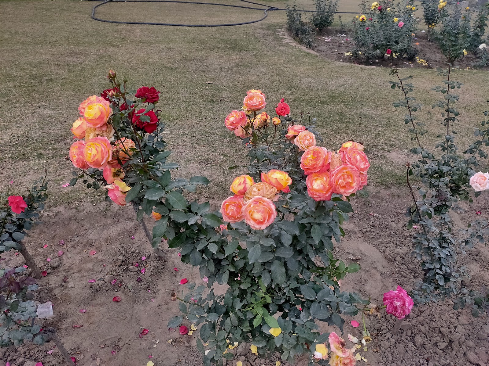 Rose Garden