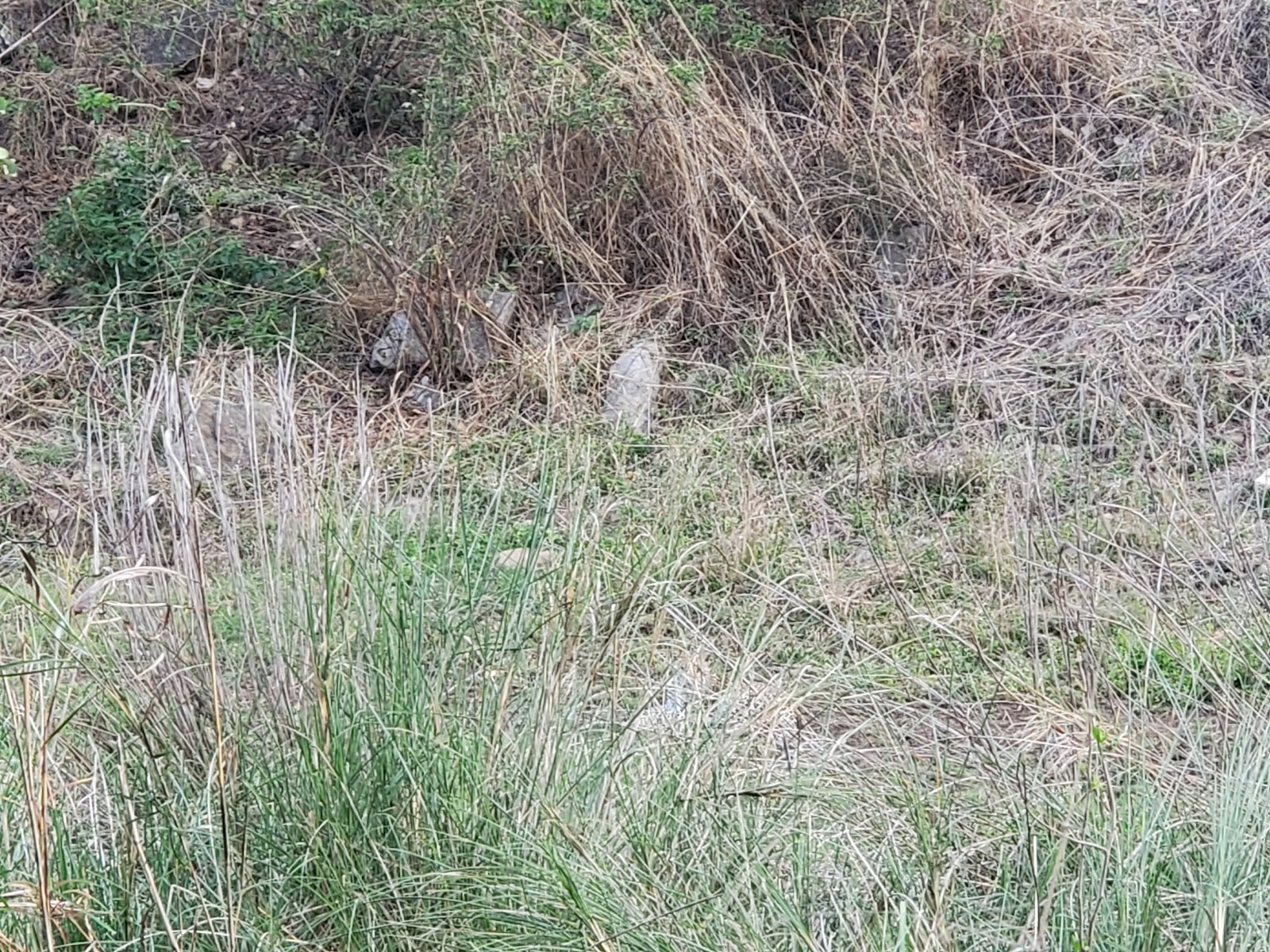 Kumbhalgarh Wildlife Sanctuary