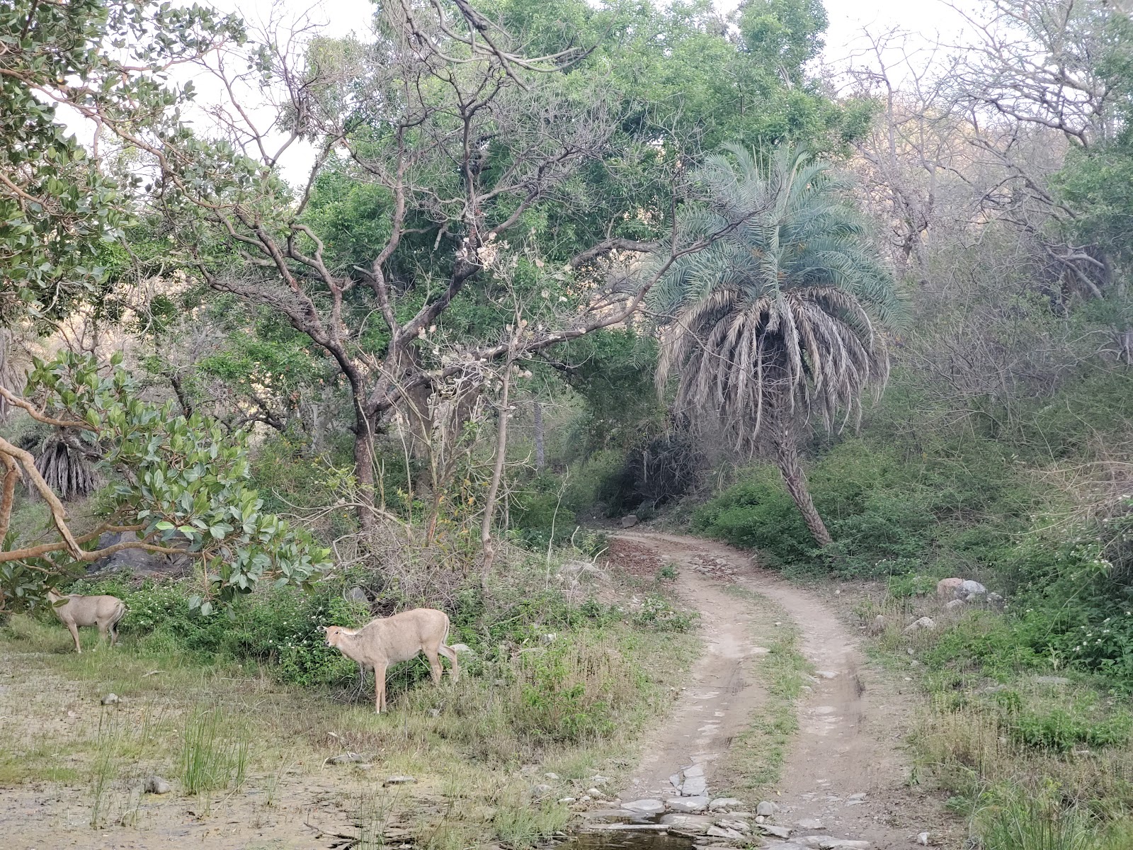 Kumbhalgarh Wildlife Sanctuary