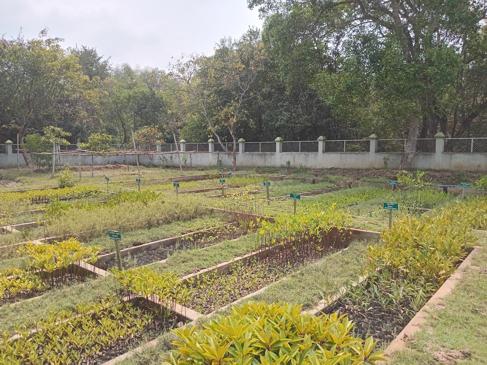 Bhitarkanika Mangroves