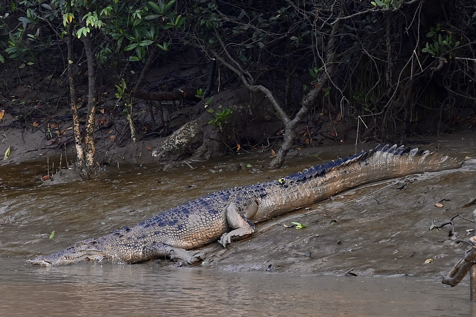 Bhitarkanika Mangroves