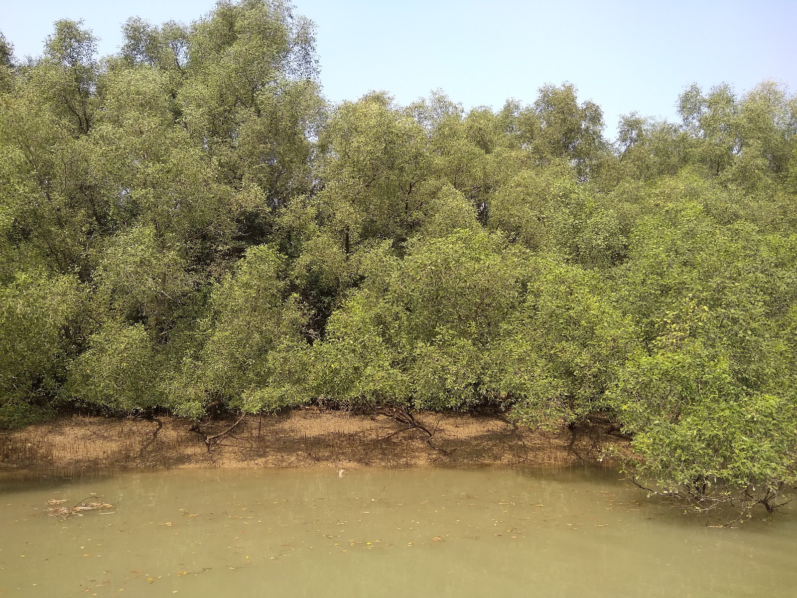 Bhitarkanika Mangroves