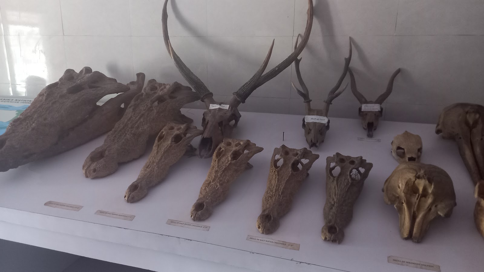 Bhitarkanika Mangroves