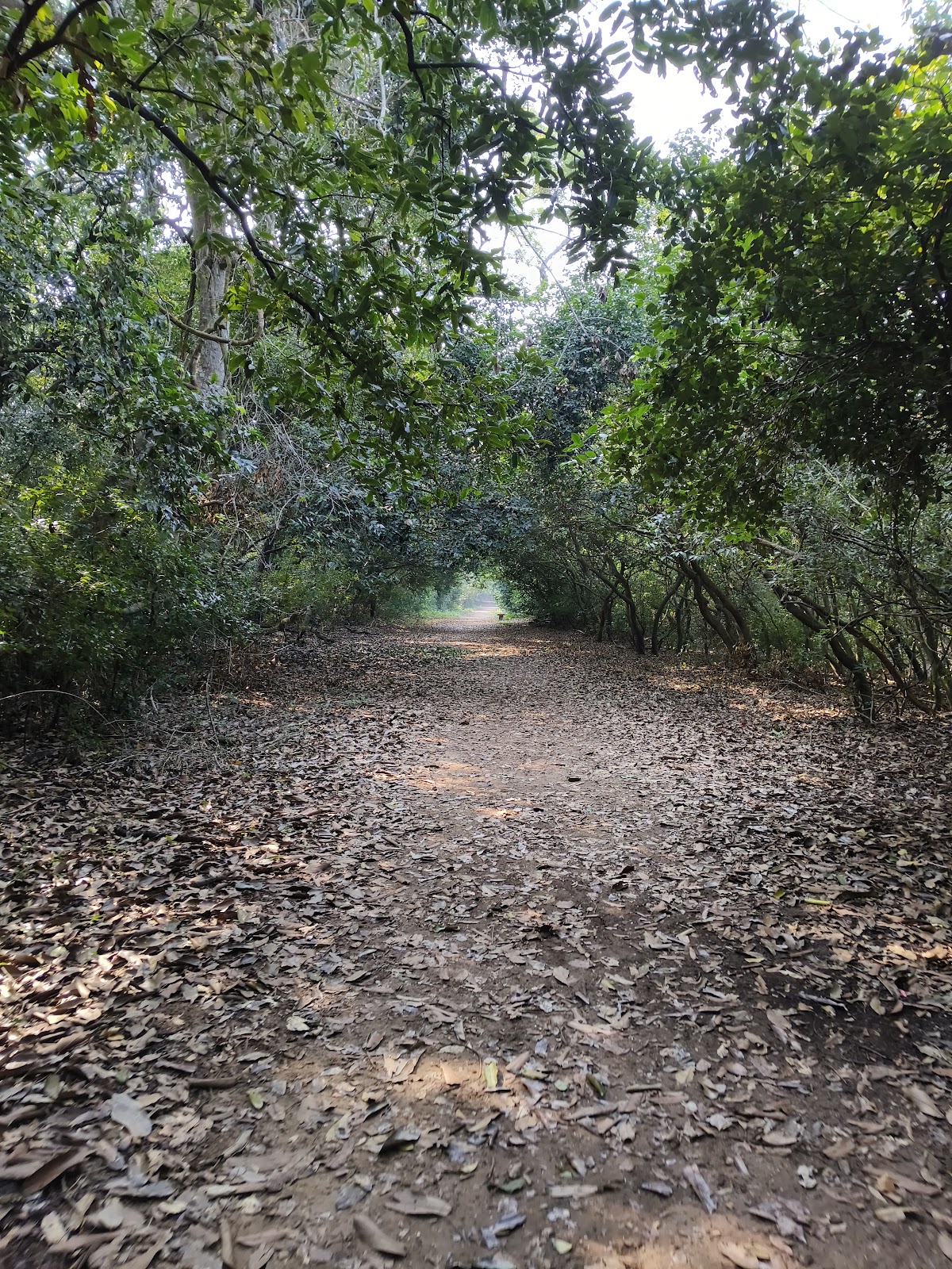 Bhitarkanika Mangroves