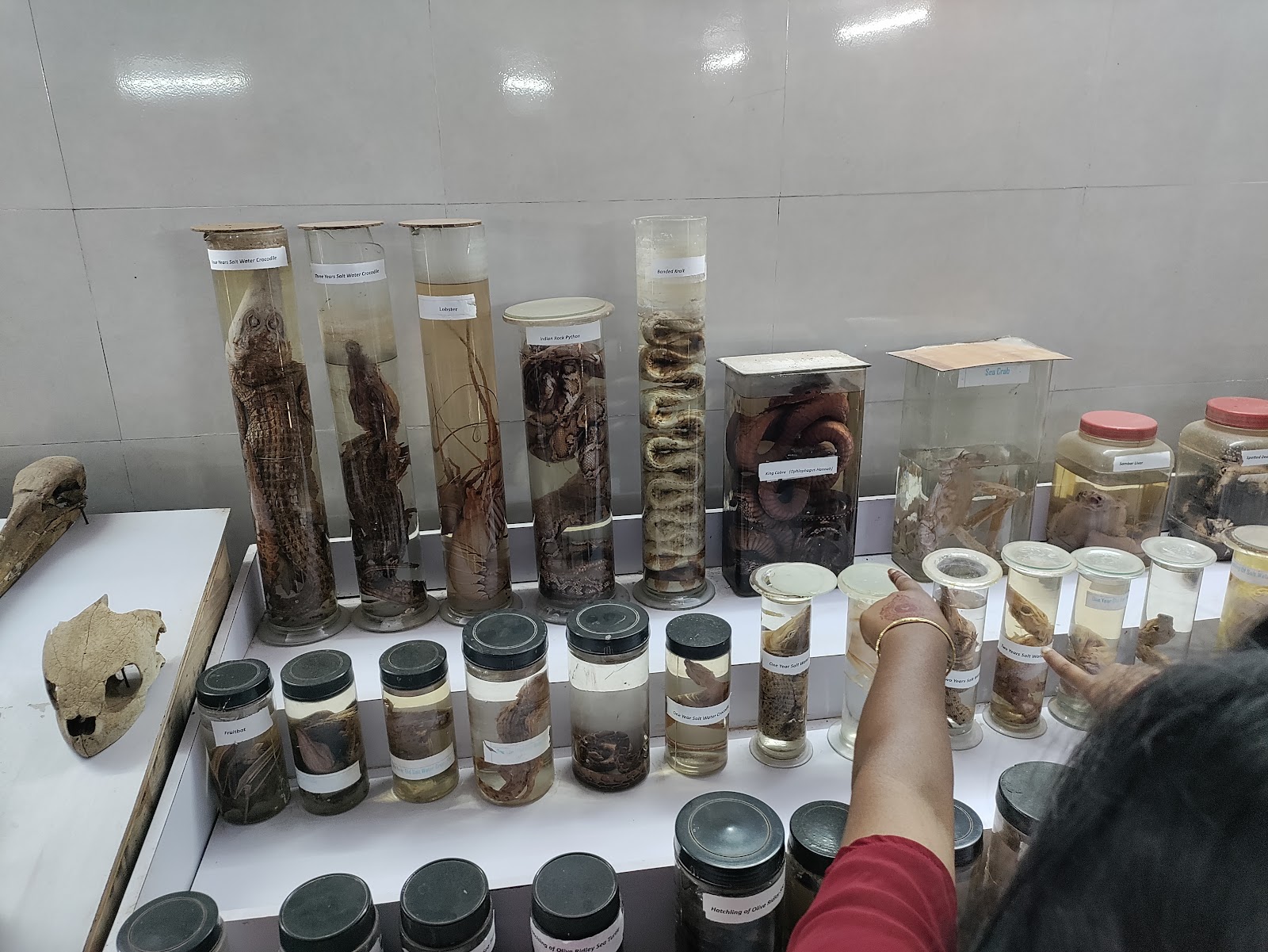 Crocodile Breeding Center