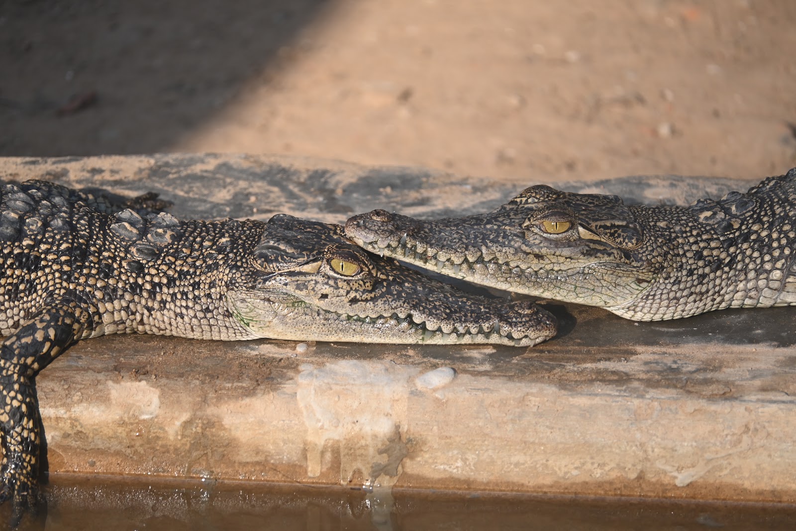 Crocodile Breeding Center